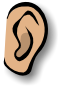 Ear